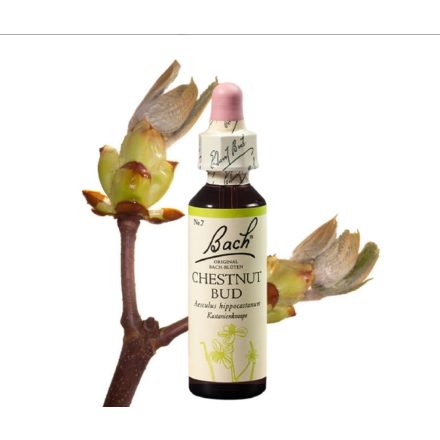EREDETI BACH VIRÁGESZENCIA CHESTNUT-VADGESZTENYERÜGY 20 ML-A TANULÁS VIRÁGA