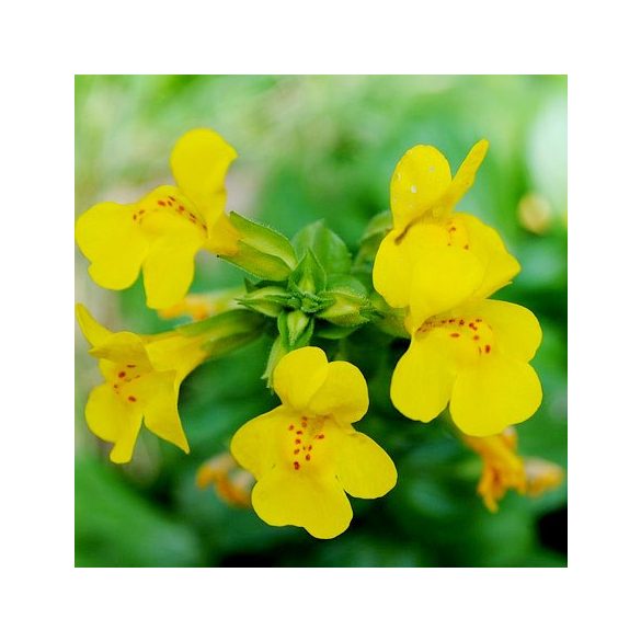 BACH VIRÁGESZENCIA BOHÓCVIRÁG 10ML
