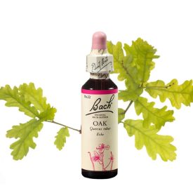   EREDETI BACH VIRÁGESZENCIA OAK-TÖLGYFA 20ML-A KITARTÁS VIRÁGA