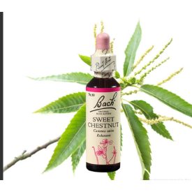   EREDETI BACH VIRÁGESZENCIA SZELÍDGESZTENYE 20ML-A MEGVÁLTÁS VIRÁGA