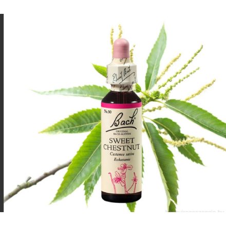 EREDETI BACH VIRÁGESZENCIA SZELÍDGESZTENYE 20ML-A MEGVÁLTÁS VIRÁGA