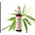 EREDETI BACH VIRÁGESZENCIA SZELÍDGESZTENYE 20ML-A MEGVÁLTÁS VIRÁGA