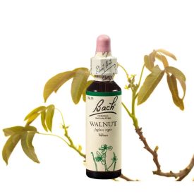 EREDETI BACH VIRÁGESZENCIA DIÓFA 20ML-A VILÁGRASEGÍTŐ