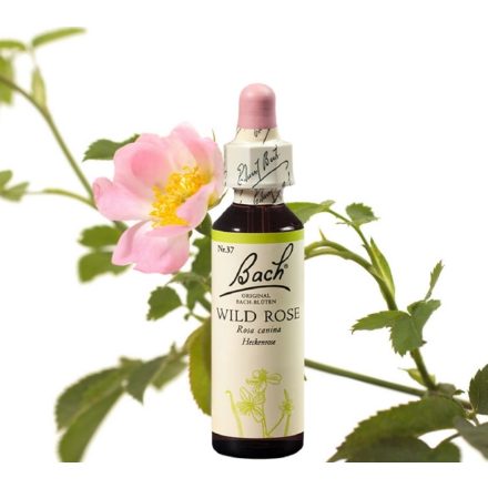 EREDETI BACH VIRÁGESZENCIA VADRÓZSA 20 ML-AZ ÉLETKEDV VIRÁGA