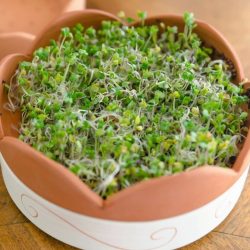 NATURA BROKKOLI CSÍRÁZTATÁSRA 200G