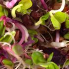 Legeldle Red Coral Retek Csíramag-150g