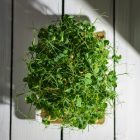 Legeldle Zöldborsó Afila Mikrozöld Mag