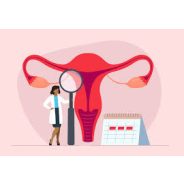 Menstruáció, menstruációs ciklus