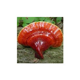 Ganoderma