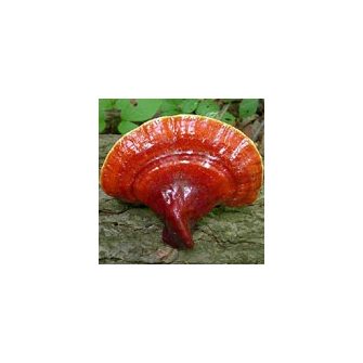 Ganoderma