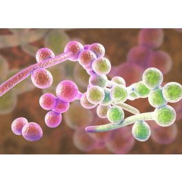 Candida, gombás megbetegedések